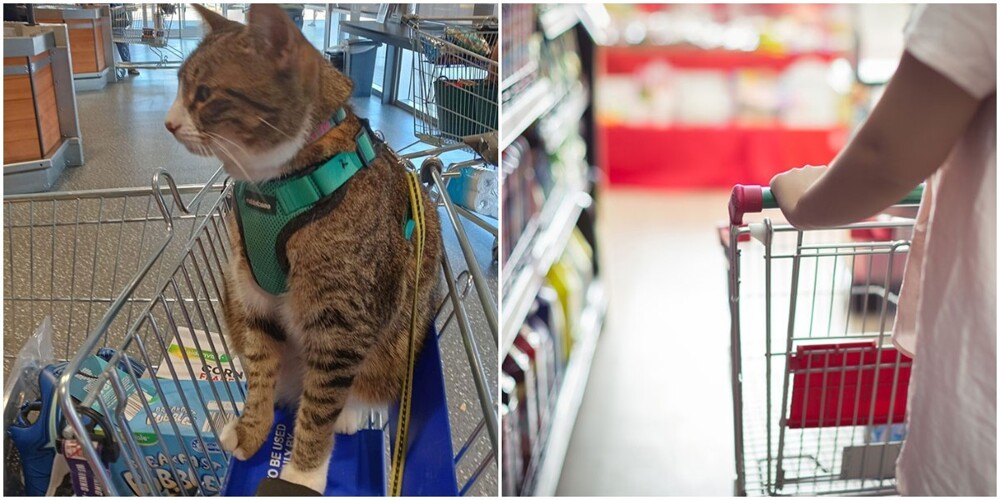 Фото кошки в тележке супермаркета вызвало кучу споров