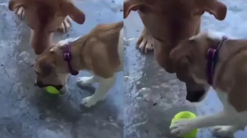 Собаки пытаюся забрать мяч, вмёрзший в лёд