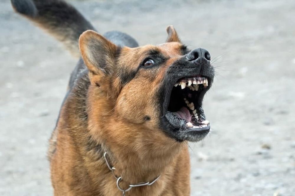 Пёс напал на школьника в Иркутске