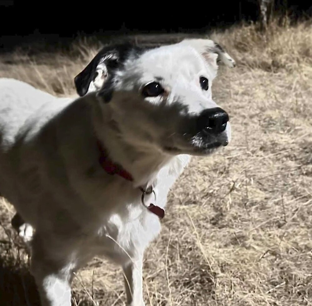 Хозяин нашёл собаку спустя 4 года в 800 км от дома