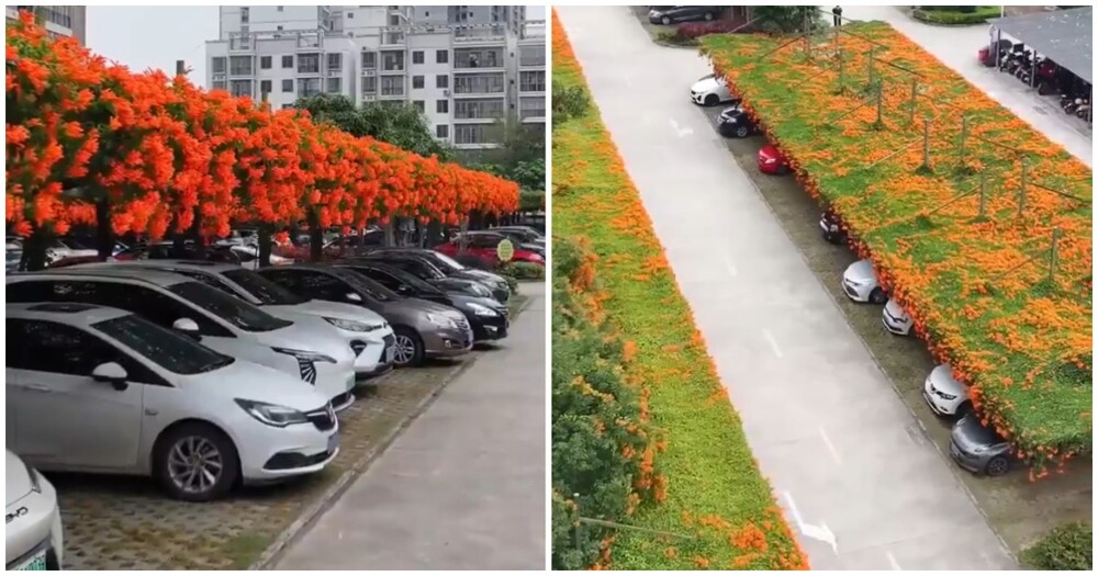 Парковки с «зелёными» крышами⁠⁠ в Китае