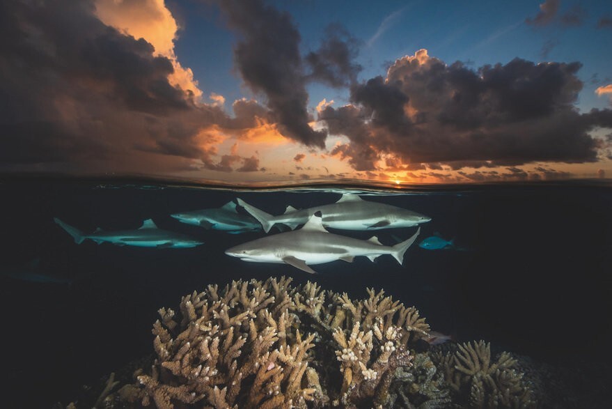 5. Экосистемы коралловых рифов, которые поддерживают популяцию акул (более 700 особей), атолл Факарава