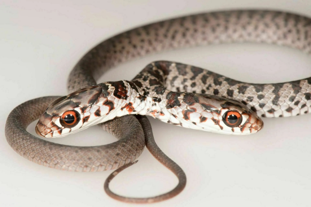 Двухголовые змеи: печать экологической катастрофы