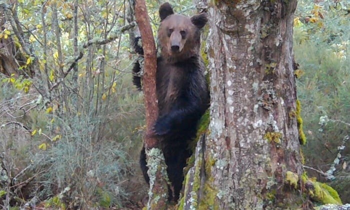Медведи, которых считали вымершими, вновь появились в Испании