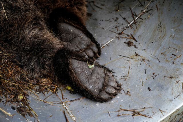 Медведи, которых считали вымершими, вновь появились в Испании
