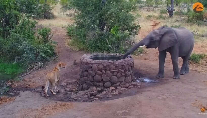 Слон прогнал льва, облив его водой