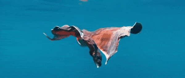 Осьминог-одеяло:  2 метра живой «простыни» приводят хищников в ступор