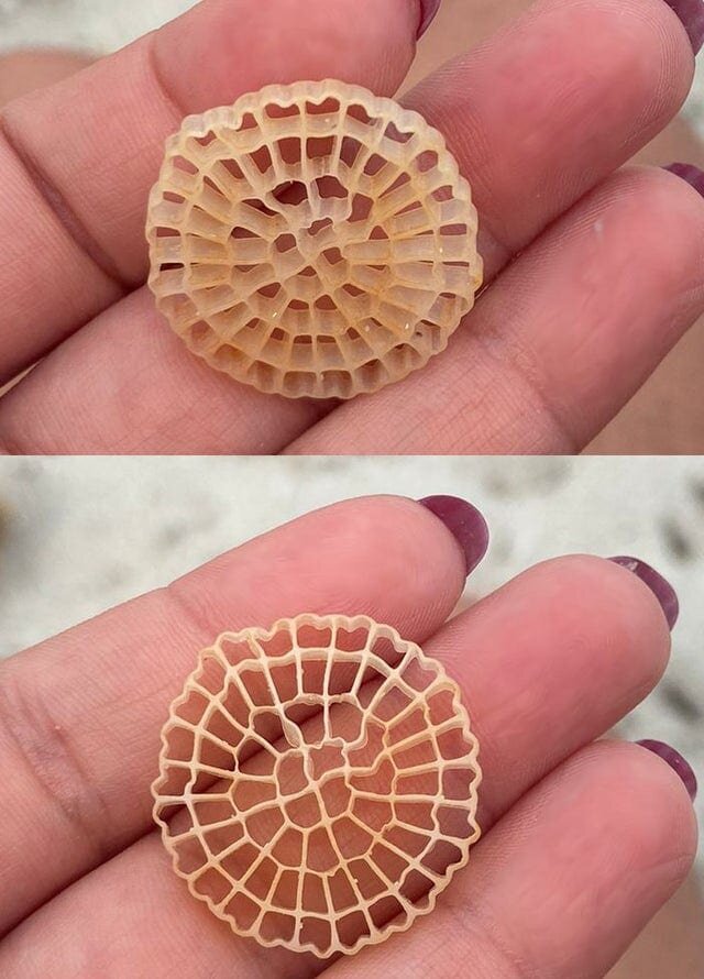 Круглый предмет (3 см), сделанный из ячеек (как в ульях) из материала, похожего на пластик. Найден на пляже в Италии