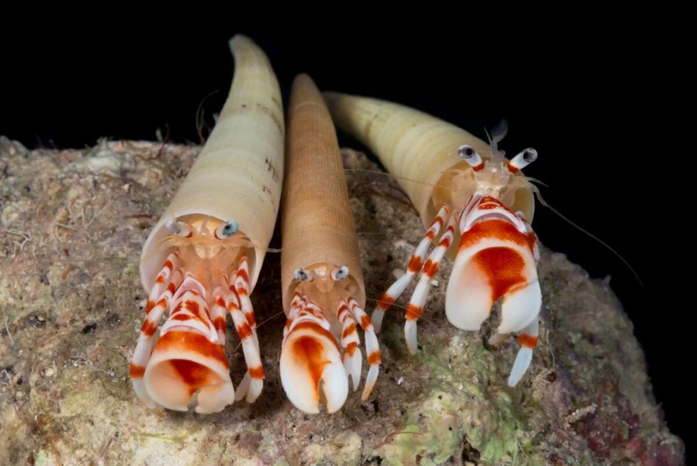 Лопатоногие моллюски: огромные «зубы» в 18 см на дне океана