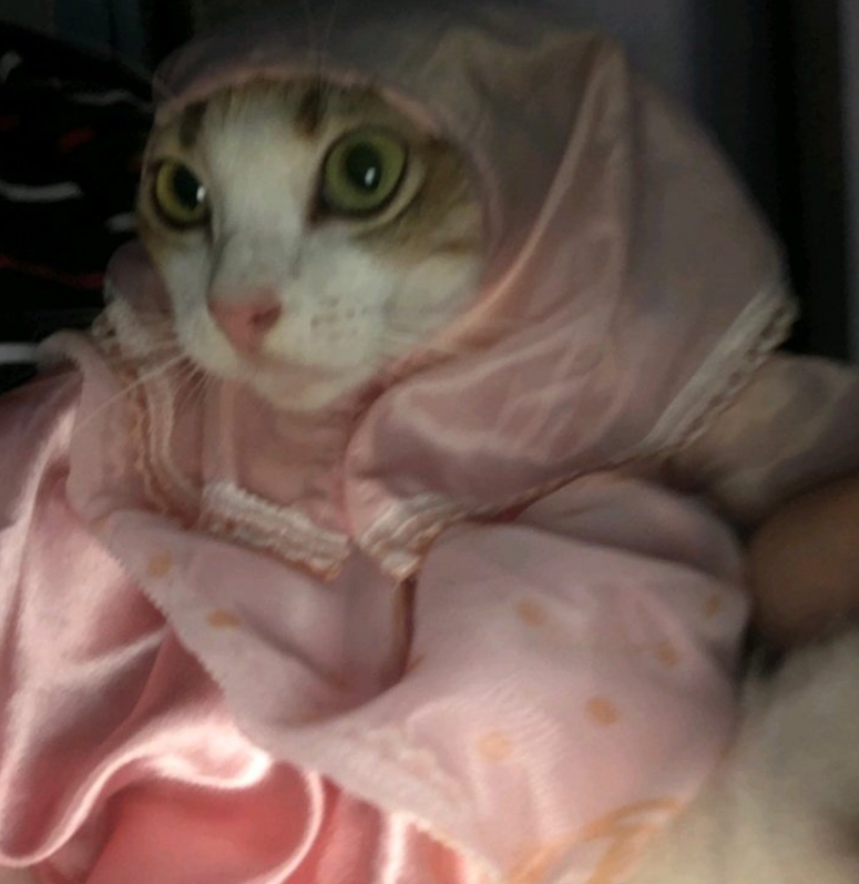 Индонезия сходит с ума по котам в хиджабах