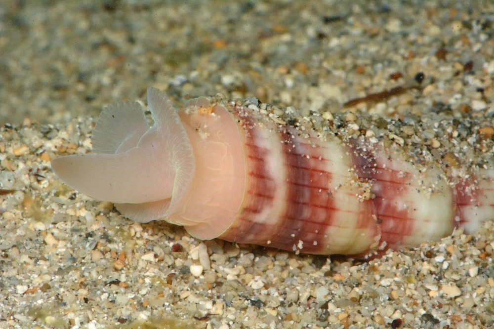 Лопатоногие моллюски: огромные «зубы» в 18 см на дне океана