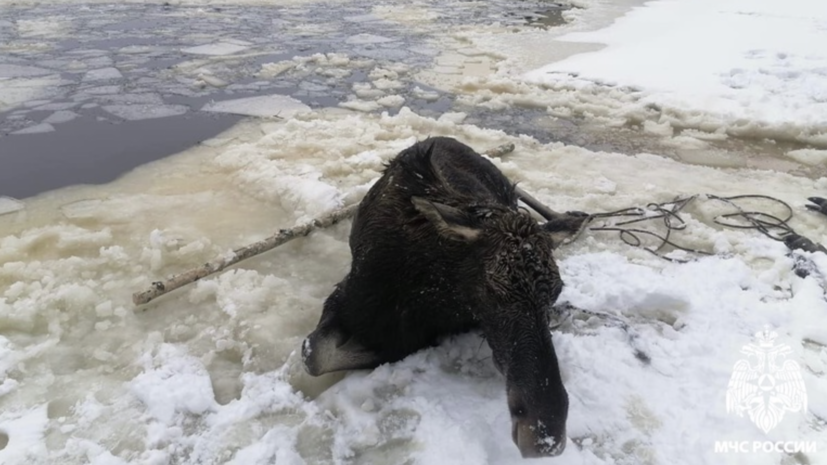 Сотрудники МЧС спасли лося, который провалился под лёд