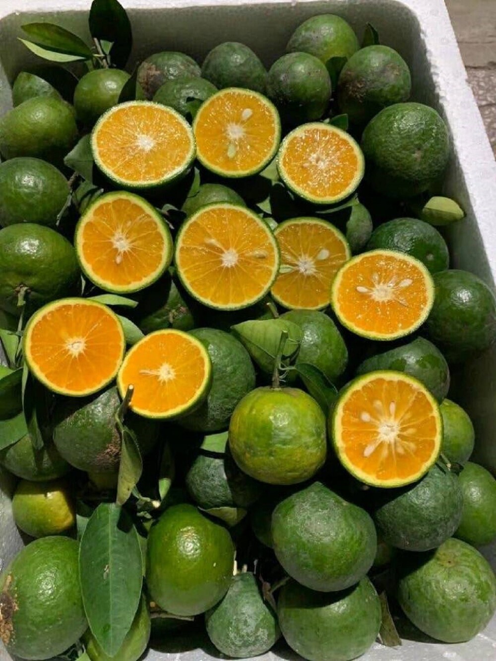 21. В тропиках спелые апельсины имеют зелёную кожуру