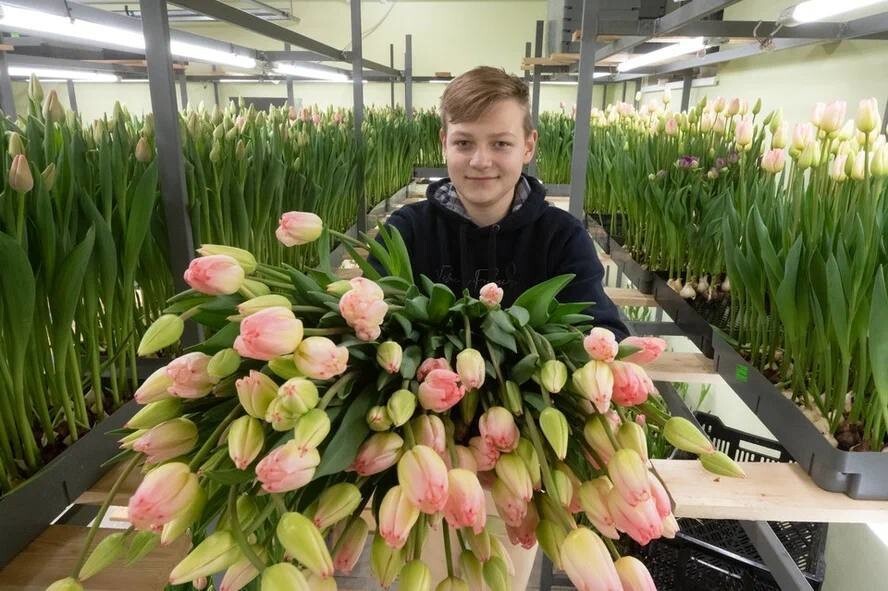 14-летний школьник  из Ленобласти заработал больше миллиона рублей, продав тюльпаны на День всех влюбленных