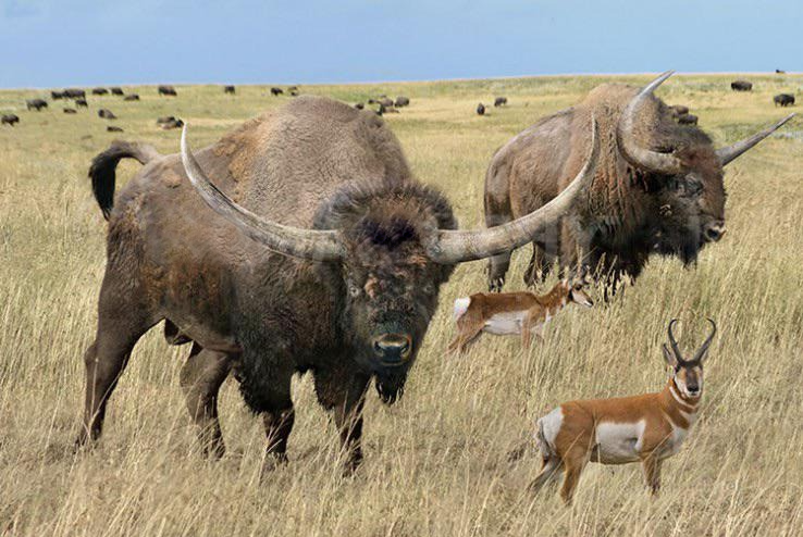 Широколобый бизон: природа Америки вздрогнула от их появления