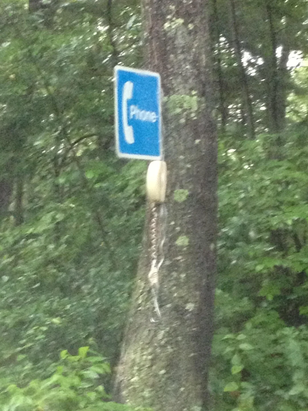 Телефонный аппарат на дереве для тайных встреч в лесу