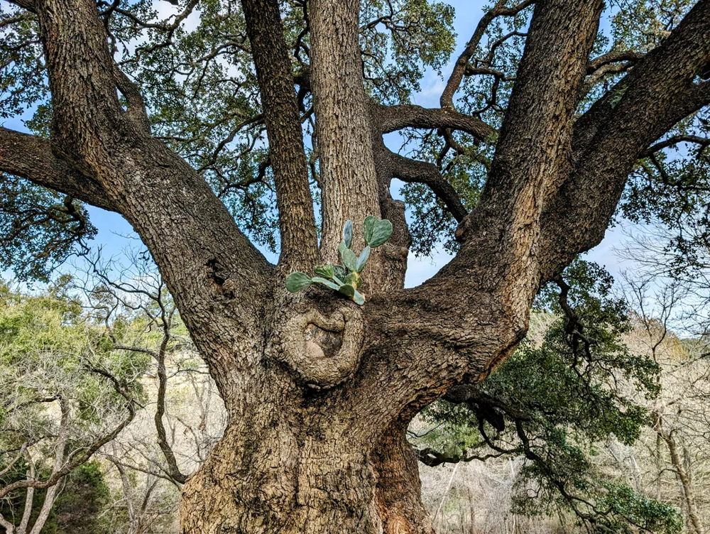 Этот кактус вырос прямо на дереве в 30-ти метрах над землёй