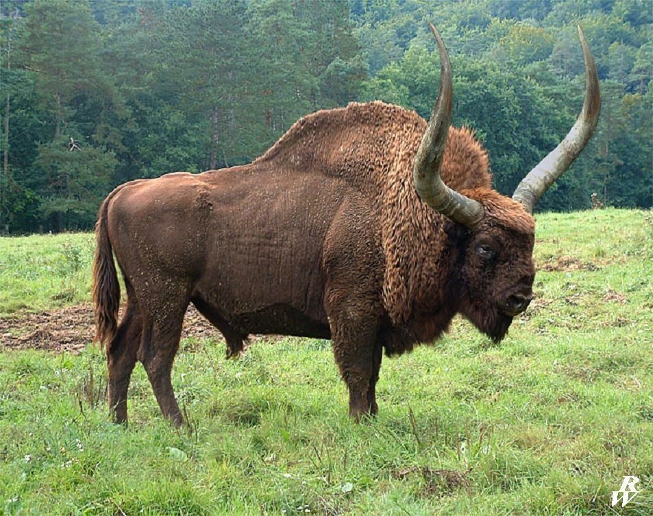 Широколобый бизон: природа Америки вздрогнула от их появления
