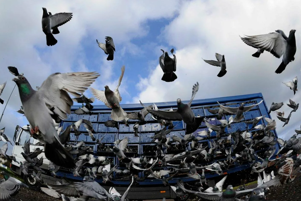Крылатая орда, или в каких городах голубей так много, что их запрещают кормить