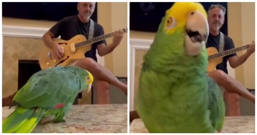 Выступление талантливого попугая