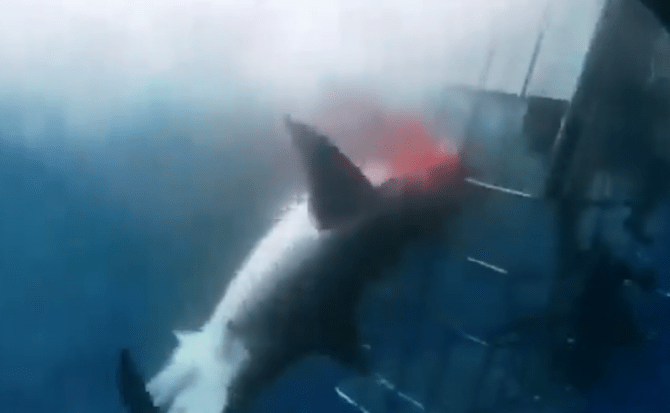 Большая белая акула погибла, пытаясь проникнуть в клетку дайверов