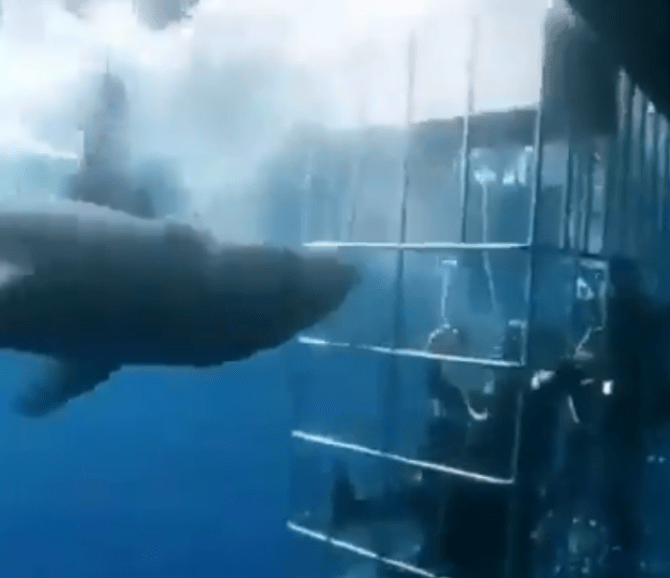 Большая белая акула погибла, пытаясь проникнуть в клетку дайверов
