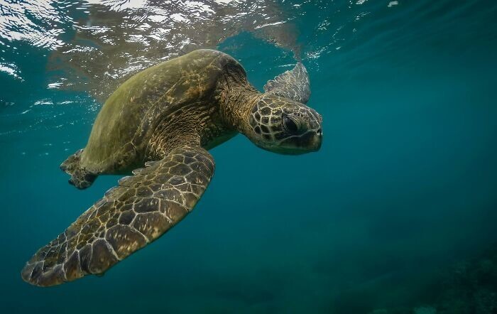 10. Зелёная морская черепаха может плавать быстрее, чем бегает Усэйн Болт