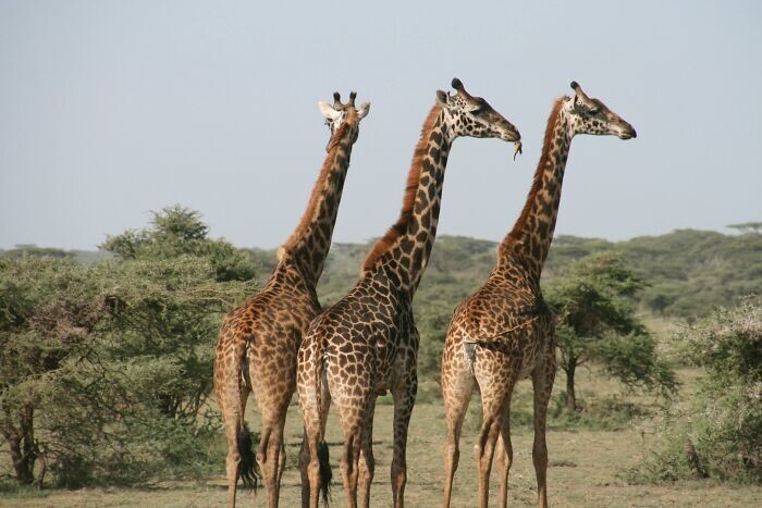 26. У жирафов столько же шейных позвонков, сколько и у людей