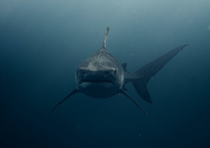 5. Гренландская акула достигает половой зрелости в 150 лет и живет 300-500 лет