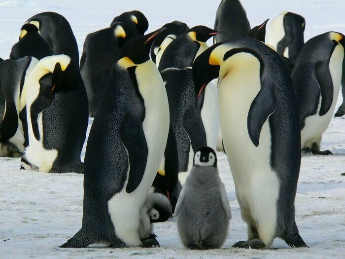 21. Рост древних пингвинов мог достигать 2 метра