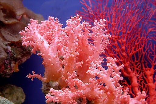 11. Коралл — это животное, родственное медузе. Большие скопления кораллов формируют коралловые рифы и даже коралловые острова