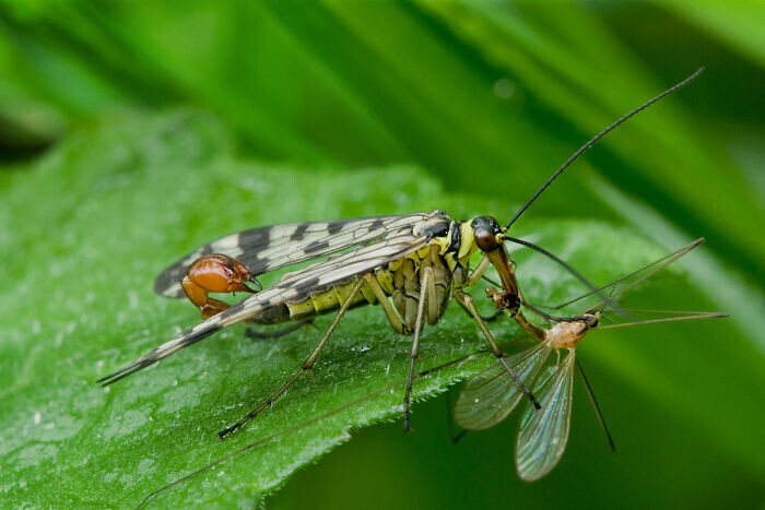 9. Самца скорпионовых мух приносят самкам еду, чтобы их впечатлить