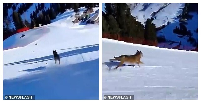 Полиция разыскивает человека, который, смеясь, гнался на лыжах за испуганным волком вниз по склону