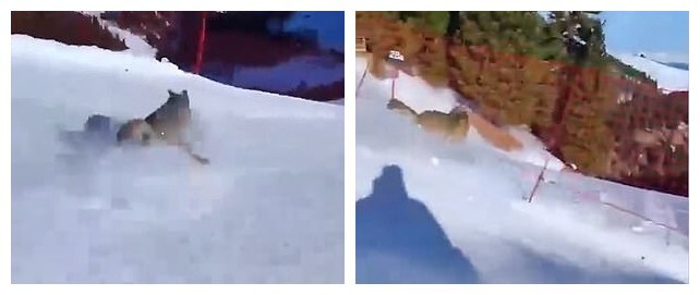 Судя по видео, загнанный волк потерял опору и врезался в сетку на горнолыжном склоне