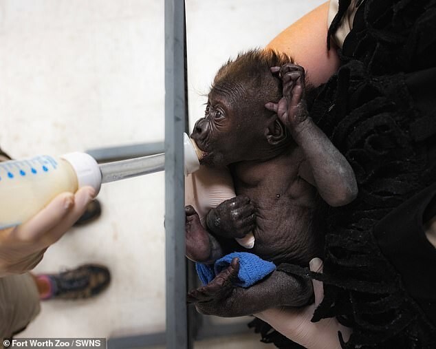Радость дня: в Техасе родилась третья за 115 лет горилла