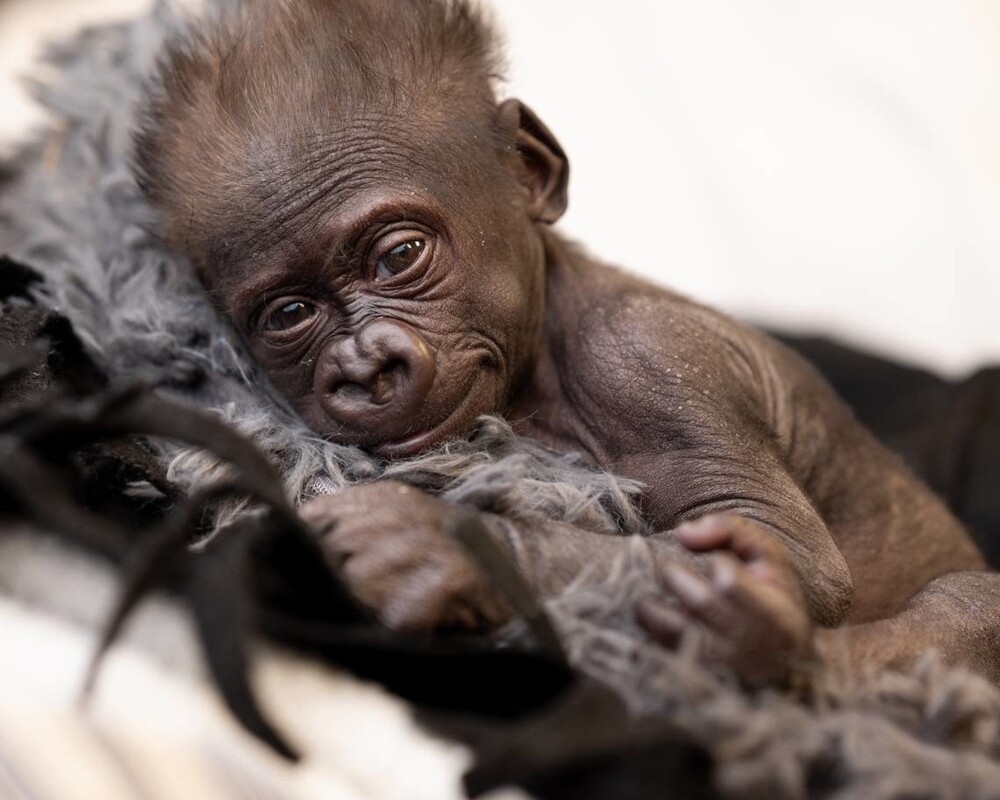 Радость дня: в Техасе родилась третья за 115 лет горилла