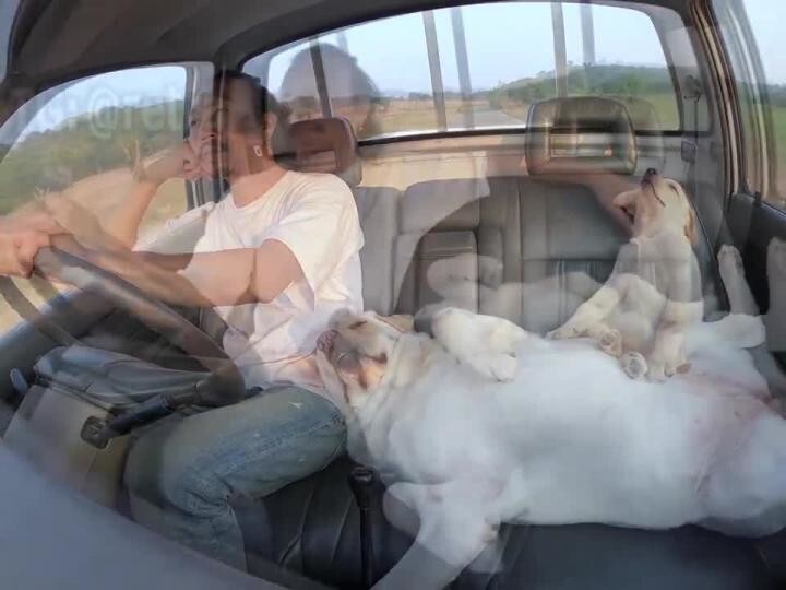 В сети набрало популярность видео мужчины со спящей собакой на колене, на кот... 