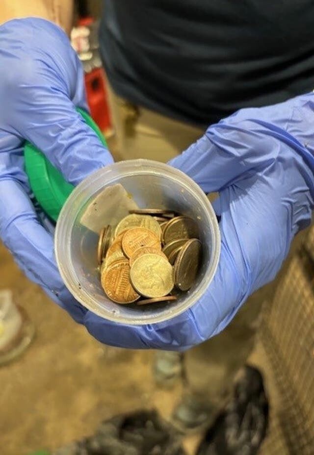 В США из желудка аллигатора извлекли 70 монет