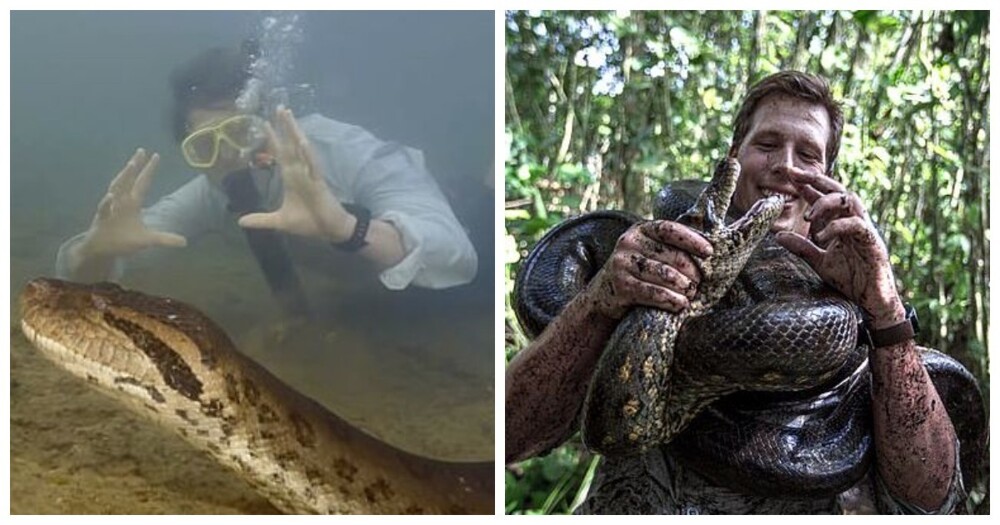 В тропических лесах Амазонки обнаружена самая большая в мире змея