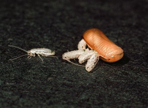 Почему тараканы возвращаются, даже если дома стерильная чистота?