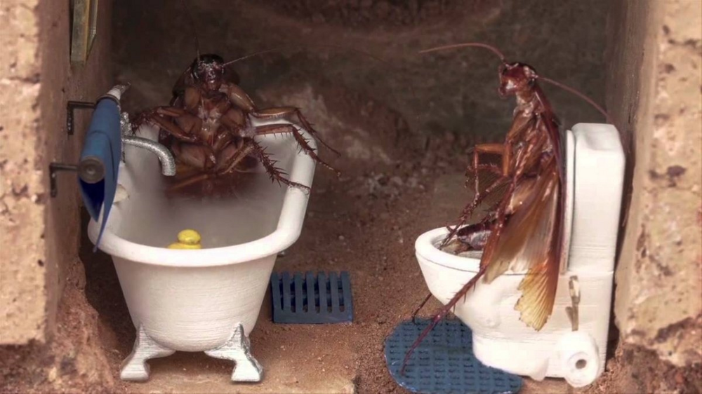 Почему тараканы возвращаются, даже если дома стерильная чистота?