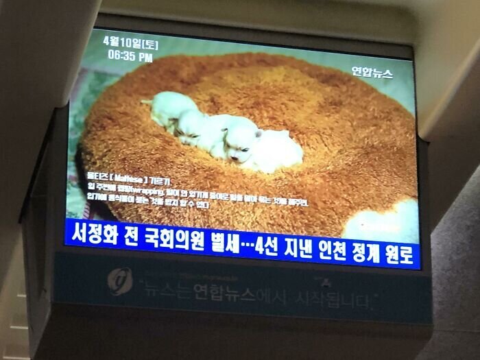 В корейских поездах показывают «исцеляющие передачи», например одна из серий — новорожденные щенки