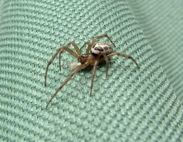 Самый опасный паук Великобритании укусил 5-летнюю девочку