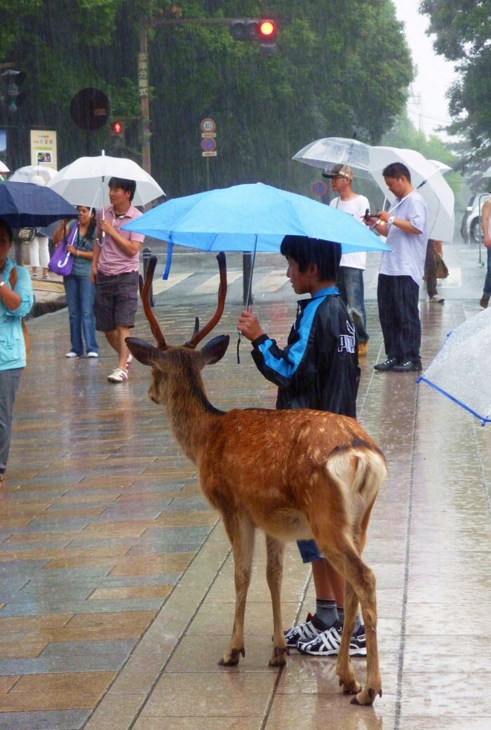 3. «Дождливым утром в Наре я увидел мальчика, который делился своим зонтиком с олененком. Это растопило мое сердце»
