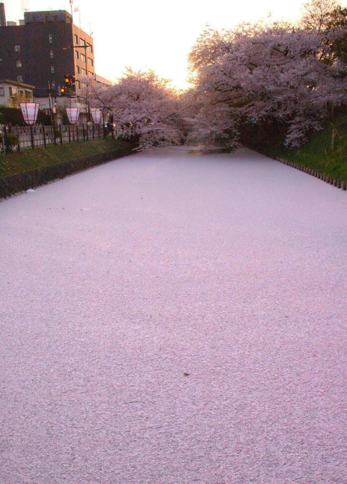 4. Река в Японии, усыпанная лепестками цветущей сакуры