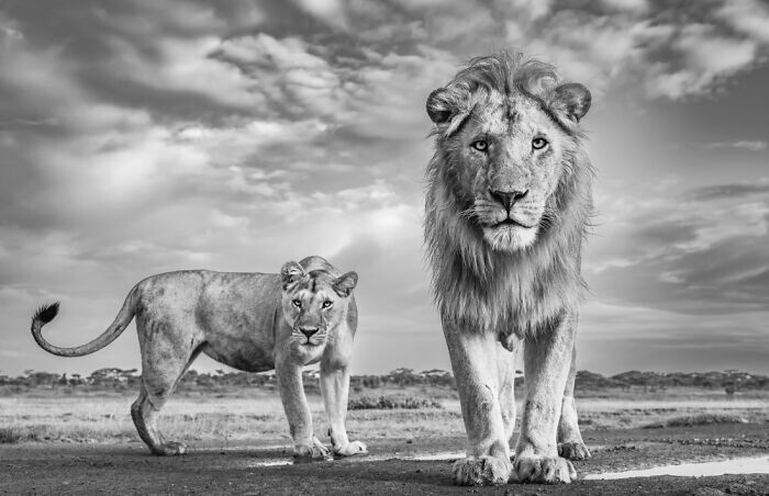 9. Львы в Танзании. Фотограф - James Lewin, Кения