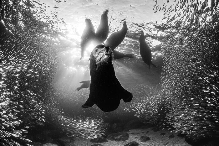 5. "Подводное царство", фотограф - Simon Biddie, Великобритания
