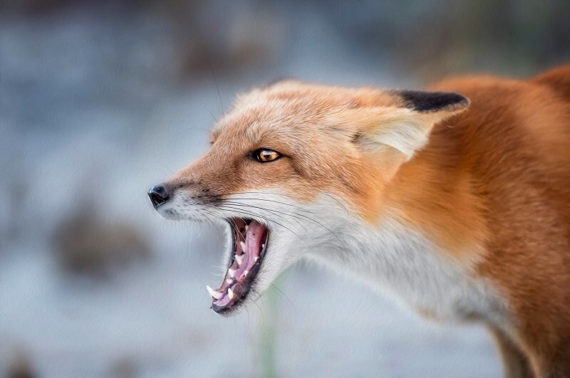 В лесах Ленинградской области стали орать лисы