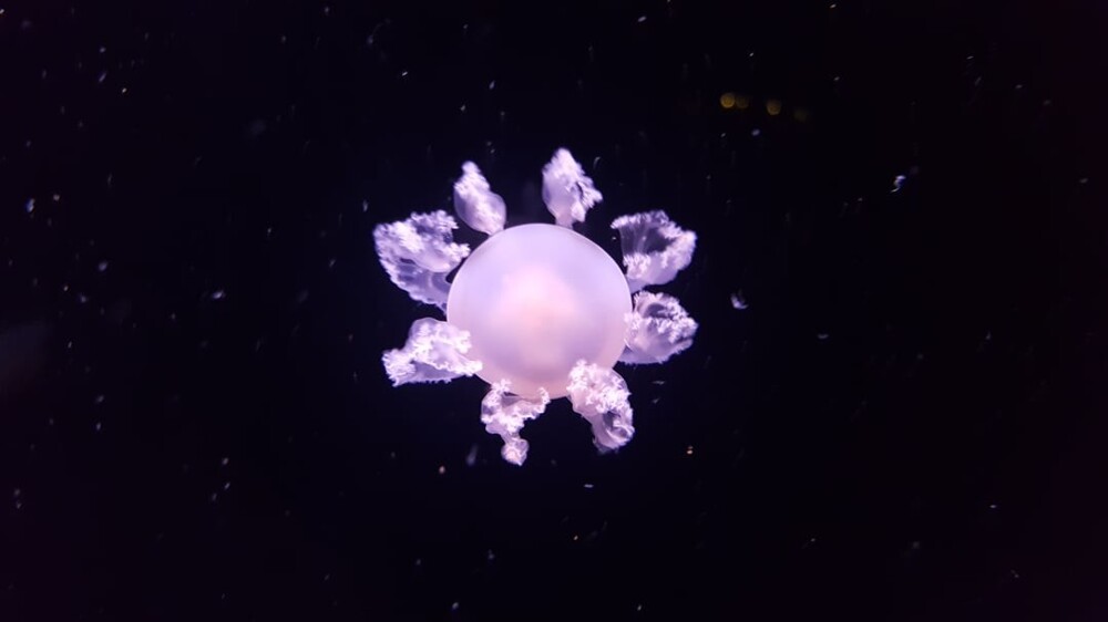 6. Медуза похожа на космический объект
