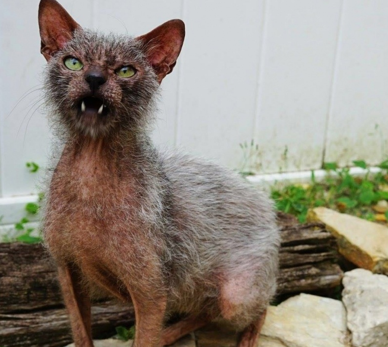 Кошки-оборотни: обзор самой странной и устрашающей породы в мире